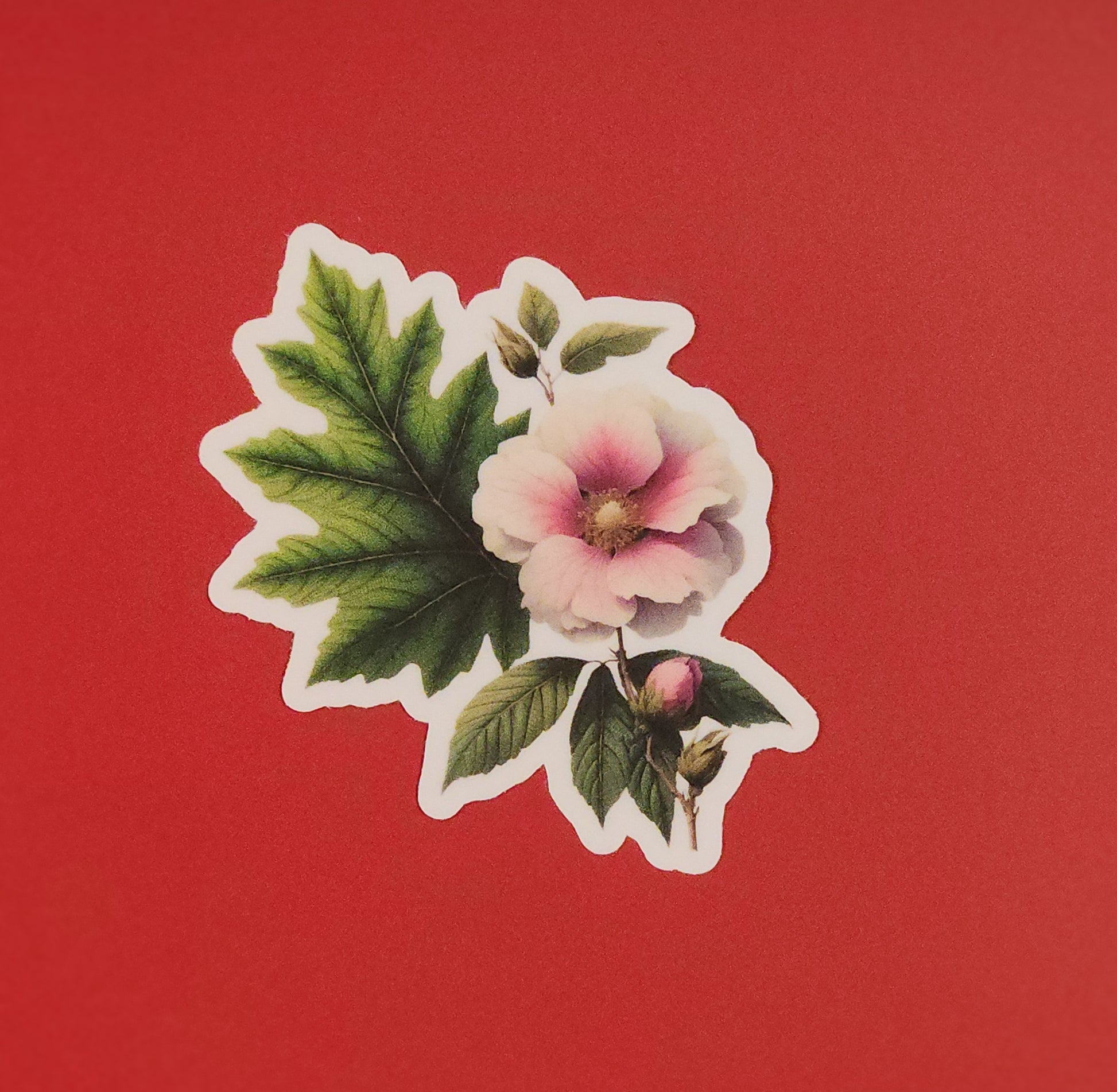 Floral sticker with pink flower and green leaves on a red background - mugunghwa and oak leaf botanical design - 4 diecut designs
